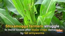 Shivamogga farmers struggle to mend losses after maize crops damaged by fall armyworms