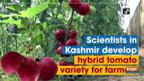 Scientists in Kashmir develop hybrid tomato variety for farmers