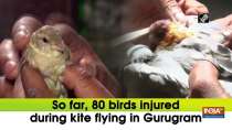 So far, 80 birds injured during kite flying in Gurugram