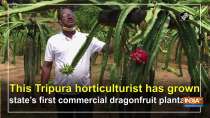 This Tripura horticulturist has grown state