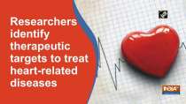 Researchers identify therapeutic targets to treat heart-related diseases