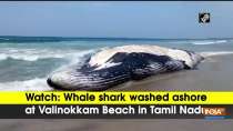 Watch: Whale shark washed ashore at Valinokkam Beach in Tamil Nadu