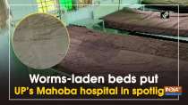 Worm-laden beds put UP