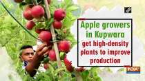 Apple growers in Kupwara get high-density plants to improve production