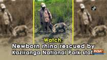 Watch: Newborn rhino rescued by Kaziranga National Park staff