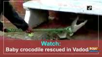 Watch: Baby crocodile rescued in Vadodara