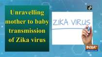 Unravelling mother to baby transmission of Zika virus