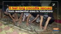 8-feet-long crocodile rescued from residential area in Vadodara