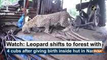 Watch: Leopard shifts to forest with 4 cubs after giving birth inside hut in Nashik