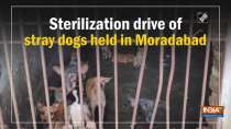 Sterilization drive of stray dogs held in Moradabad
