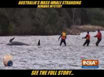 No cause for Australian Mass Whale stranding
