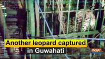 Another leopard captured in Guwahati