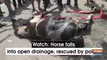Watch: Horse falls into open drainage, rescued by police