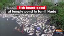 Fish found dead at temple pond in Tamil Nadu