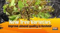New tree varieties improve almond harvesting in Kashmir