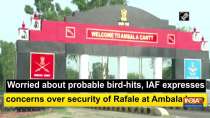 Worried about probable bird-hits, IAF expresses concerns over security of Rafale at Ambala base
