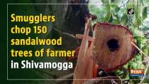 Smugglers chop 150 sandalwood trees of farmer in Shivamogga