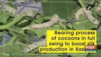 Rearing process of cocoons in full swing to boost silk production in Kashmir