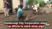 Kalaburagi City Corporation steps up efforts to catch stray pigs