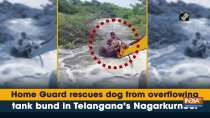 Home Guard rescues dog from overflowing tank bund in Telangana