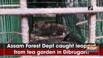 Assam Forest Dept caught leopard from tea garden in Dibrugarh