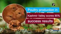 Poultry production in Valley scores 85% success results