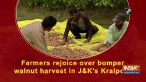 Farmers rejoice over bumper walnut harvest in J-K