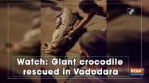 Watch: Giant crocodile rescued in Vadodara