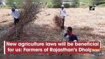 New agriculture laws will be beneficial for us: Farmers of Rajasthan