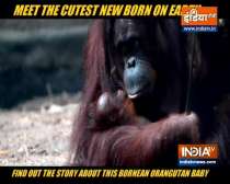 Meet the cutest new born on earth and it