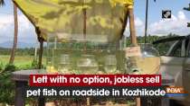Left with no option, jobless sell pet fish on roadside in Kozhikode