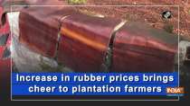 Increase in rubber prices brings cheer to plantation farmers
