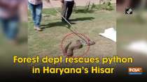 Forest dept rescues python in Haryana