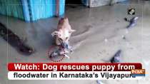 Watch: Dog rescues puppy from floodwater in Karnataka
