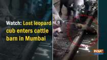 Watch: Lost leopard cub enters cattle barn in Mumbai