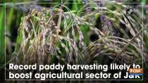 Record paddy harvesting likely to boost agricultural sector of J&K