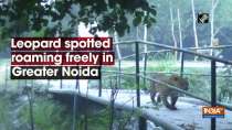 Leopard spotted roaming freely in Greater Noida