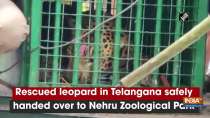 Rescued leopard in Telangana safely handed over to Nehru Zoological Park