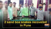 2 sand boa snakes recovered in Pune