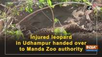 Injured leopard in Udhampur handed over to Manda Zoo authority