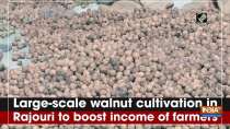 Large-scale walnut cultivation in Rajouri to boost income of farmers
