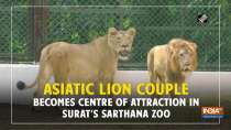 Asiatic Lion couple becomes centre of attraction in Surat