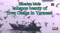 Siberian birds enhance beauty of river Ganga in Varanasi