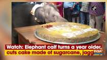 Watch: Elephant calf turns a year older, cuts cake made of sugarcane, jaggery