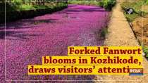 Forked Fanwort blooms in Kozhikode, draws visitors