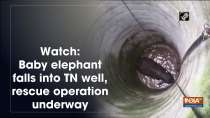 Watch: Baby elephant falls into TN well, rescue operation underway