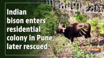 Indian bison enters residential colony in Pune, later rescued
