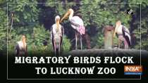 Migratory birds flock to Lucknow zoo