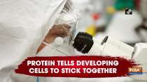 Protein tells developing cells to stick together