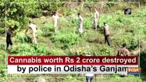 Cannabis worth Rs 2 crore destroyed by police in Odisha